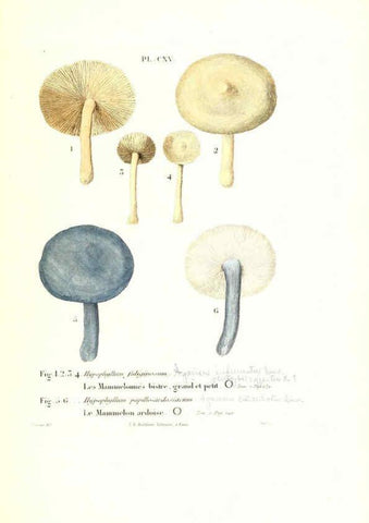 Reproducción/Reproduction 6266973396: Iconographie des champignons de Paulet New York,H. Baillière; [etc., etc.],1855