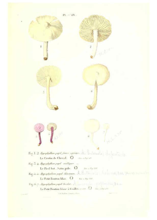 Reproducción/Reproduction 6266445325: Iconographie des champignons de Paulet New York,H. Baillière; [etc., etc.],1855