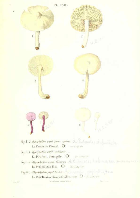 Reproducción/Reproduction 6266445325: Iconographie des champignons de Paulet New York,H. Baillière; [etc., etc.],1855