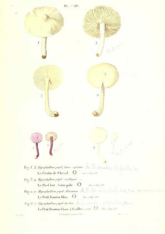 Reproducción/Reproduction 6266445325: Iconographie des champignons de Paulet New York,H. Baillière; [etc., etc.],1855