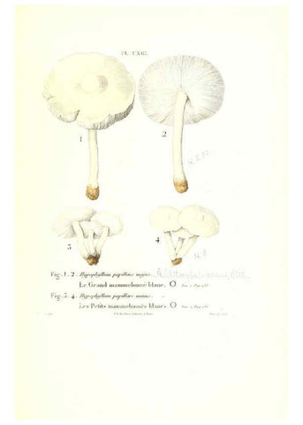 Reproducción/Reproduction 6266973034: Iconographie des champignons de Paulet New York,H. Baillière; [etc., etc.],1855