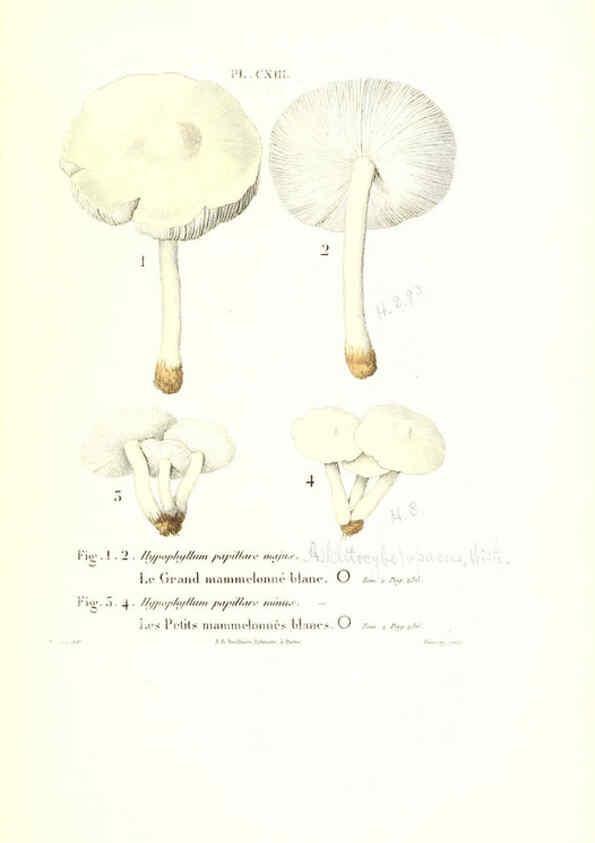 Reproducción/Reproduction 6266973034: Iconographie des champignons de Paulet New York,H. Baillière; [etc., etc.],1855