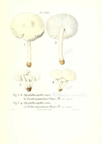 Reproducción/Reproduction 6266973034: Iconographie des champignons de Paulet New York,H. Baillière; [etc., etc.],1855