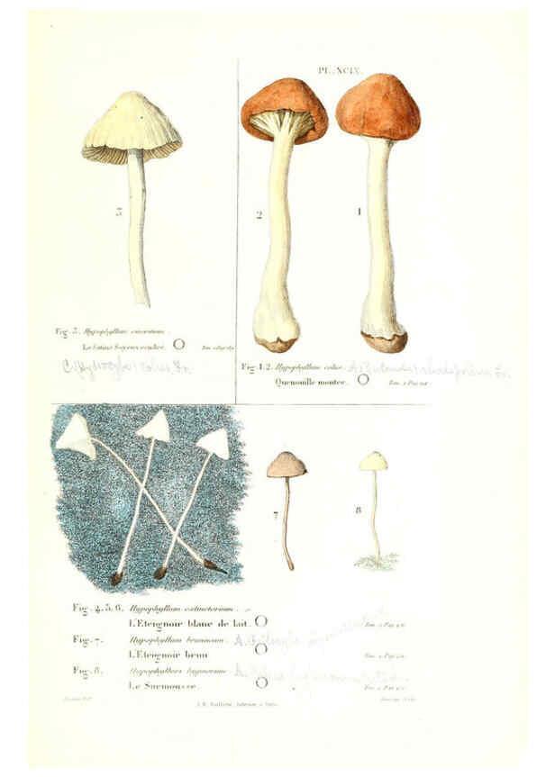 Reproducción/Reproduction 6266442311: Iconographie des champignons de Paulet New York,H. Baillière; [etc., etc.],1855