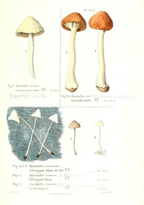 Reproducción/Reproduction 6266442311: Iconographie des champignons de Paulet New York,H. Baillière; [etc., etc.],1855