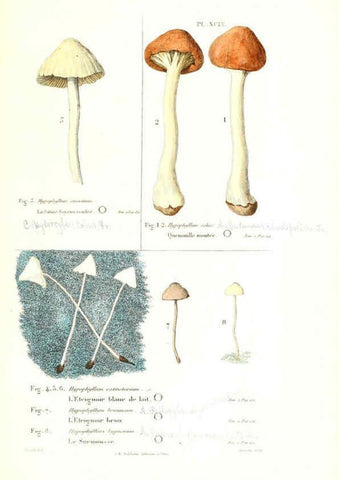 Reproducción/Reproduction 6266442311: Iconographie des champignons de Paulet New York,H. Baillière; [etc., etc.],1855