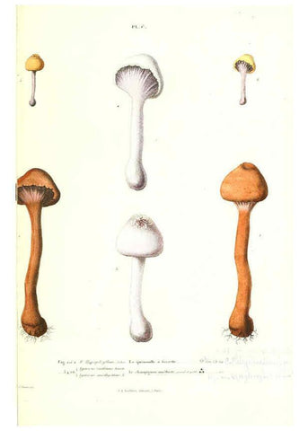 Reproducción/Reproduction 6266970380: Iconographie des champignons de Paulet New York,H. Baillière; [etc., etc.],1855