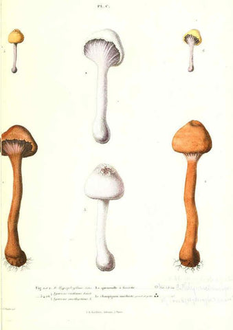 Reproducción/Reproduction 6266970380: Iconographie des champignons de Paulet New York,H. Baillière; [etc., etc.],1855