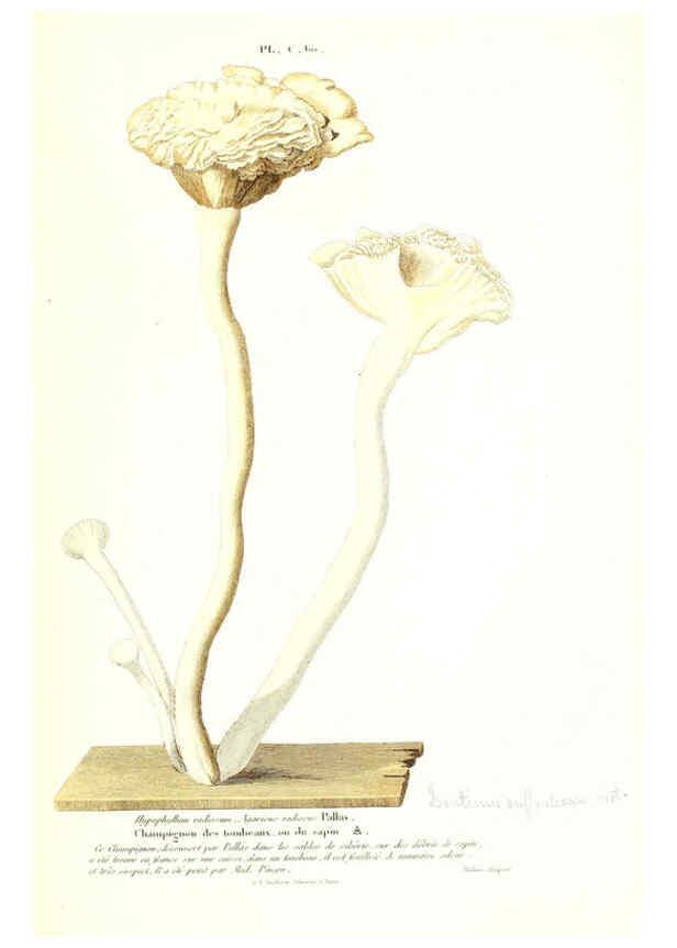 Reproducción/Reproduction 6266970536: Iconographie des champignons de Paulet New York,H. Baillière; [etc., etc.],1855