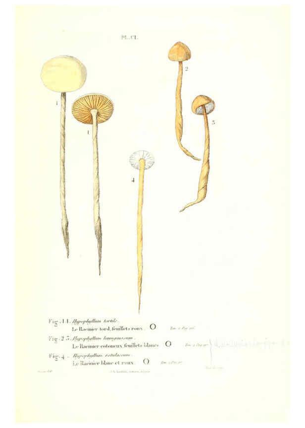 Reproducción/Reproduction 6266970722: Iconographie des champignons de Paulet New York,H. Baillière; [etc., etc.],1855