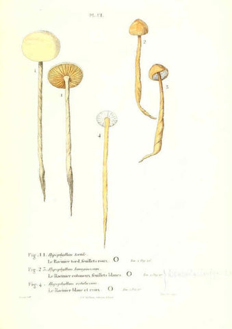 Reproducción/Reproduction 6266970722: Iconographie des champignons de Paulet New York,H. Baillière; [etc., etc.],1855