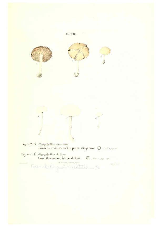 Reproducción/Reproduction 6266970876: Iconographie des champignons de Paulet New York,H. Baillière; [etc., etc.],1855