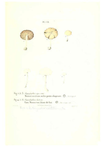 Reproducción/Reproduction 6266970876: Iconographie des champignons de Paulet New York,H. Baillière; [etc., etc.],1855