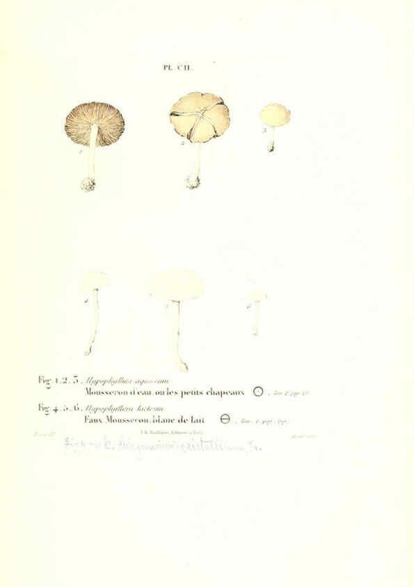 Reproducción/Reproduction 6266970876: Iconographie des champignons de Paulet New York,H. Baillière; [etc., etc.],1855