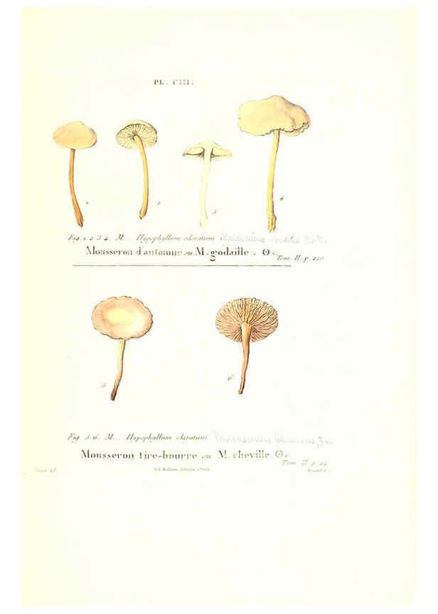 Reproducción/Reproduction 6266443239: Iconographie des champignons de Paulet New York,H. Baillière; [etc., etc.],1855