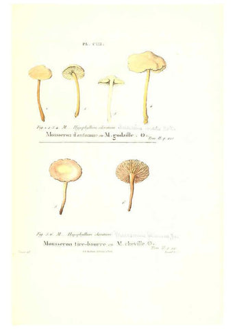 Reproducción/Reproduction 6266443239: Iconographie des champignons de Paulet New York,H. Baillière; [etc., etc.],1855