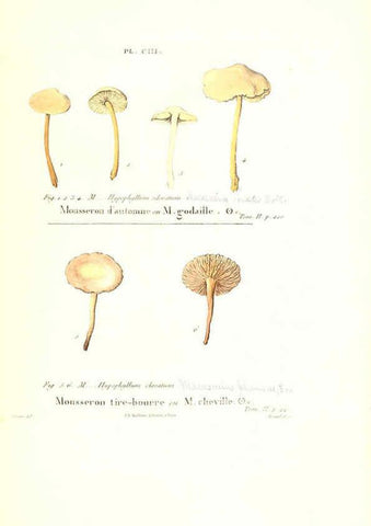 Reproducción/Reproduction 6266443239: Iconographie des champignons de Paulet New York,H. Baillière; [etc., etc.],1855