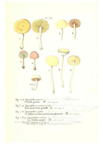 Reproducción/Reproduction 6266971254: Iconographie des champignons de Paulet New York,H. Baillière; [etc., etc.],1855