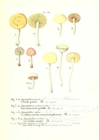 Reproducción/Reproduction 6266971254: Iconographie des champignons de Paulet New York,H. Baillière; [etc., etc.],1855