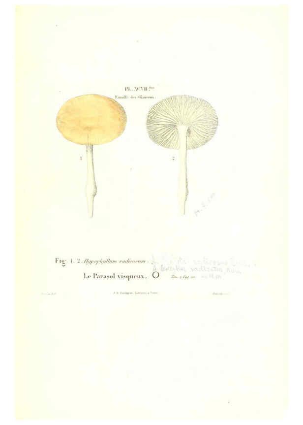 Reproducción/Reproduction 6266441987: Iconographie des champignons de Paulet New York,H. Baillière; [etc., etc.],1855