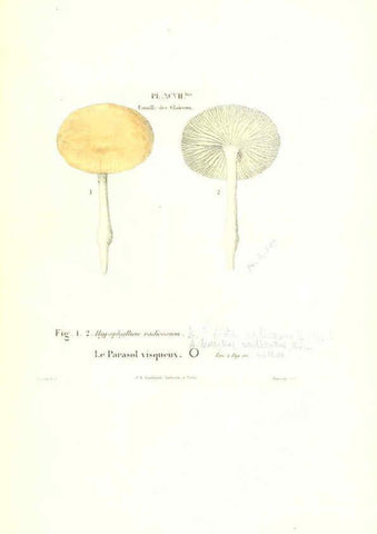 Reproducción/Reproduction 6266441987: Iconographie des champignons de Paulet New York,H. Baillière; [etc., etc.],1855