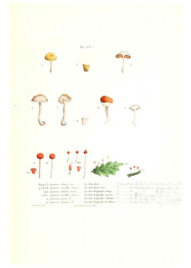 Reproducción/Reproduction 6266443549: Iconographie des champignons de Paulet New York,H. Baillière; [etc., etc.],1855