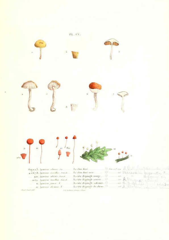 Reproducción/Reproduction 6266443549: Iconographie des champignons de Paulet New York,H. Baillière; [etc., etc.],1855