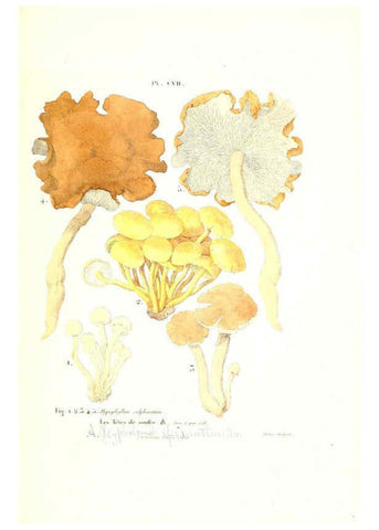 Reproducción/Reproduction 6266971820: Iconographie des champignons de Paulet New York,H. Baillière; [etc., etc.],1855