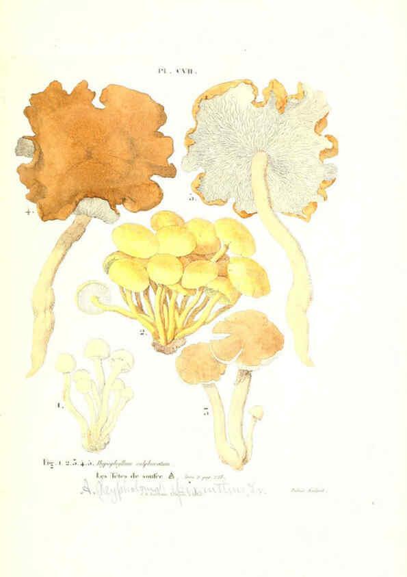 Reproducción/Reproduction 6266971820: Iconographie des champignons de Paulet New York,H. Baillière; [etc., etc.],1855