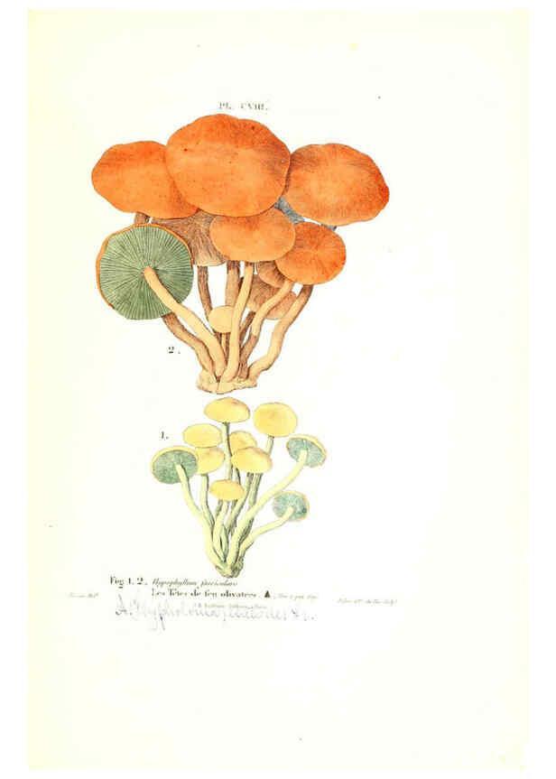 Reproducción/Reproduction 6266972016: Iconographie des champignons de Paulet New York,H. Baillière; [etc., etc.],1855