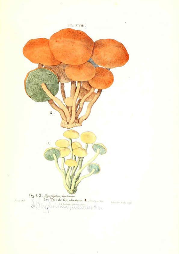 Reproducción/Reproduction 6266972016: Iconographie des champignons de Paulet New York,H. Baillière; [etc., etc.],1855