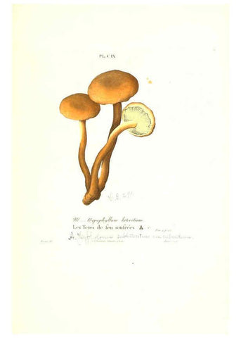 Reproducción/Reproduction 6266444301: Iconographie des champignons de Paulet New York,H. Baillière; [etc., etc.],1855