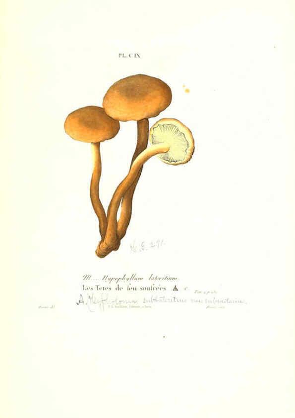 Reproducción/Reproduction 6266444301: Iconographie des champignons de Paulet New York,H. Baillière; [etc., etc.],1855