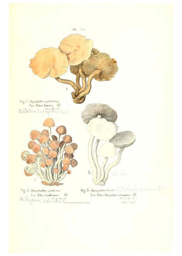 Reproducción/Reproduction 6266444467: Iconographie des champignons de Paulet New York,H. Baillière; [etc., etc.],1855