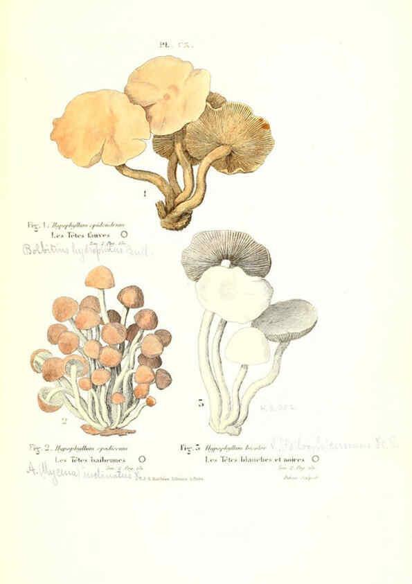 Reproducción/Reproduction 6266444467: Iconographie des champignons de Paulet New York,H. Baillière; [etc., etc.],1855