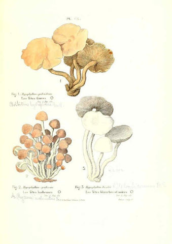 Reproducción/Reproduction 6266444467: Iconographie des champignons de Paulet New York,H. Baillière; [etc., etc.],1855