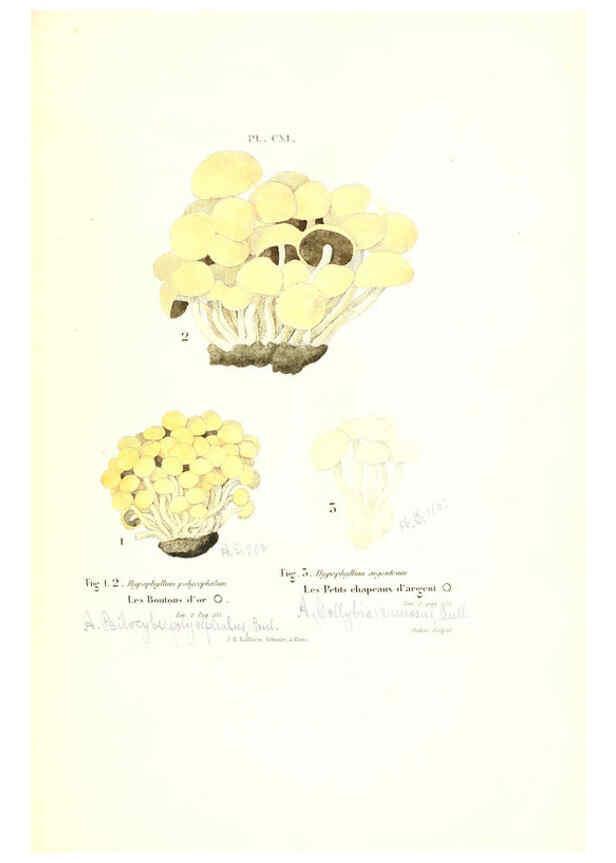 Reproducción/Reproduction 6266972576: Iconographie des champignons de Paulet New York,H. Baillière; [etc., etc.],1855