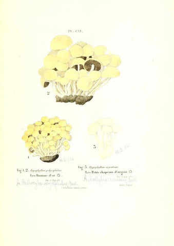 Reproducción/Reproduction 6266972576: Iconographie des champignons de Paulet New York,H. Baillière; [etc., etc.],1855