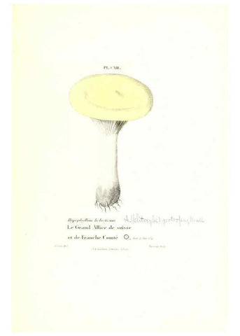 Reproducción/Reproduction 6266972710: Iconographie des champignons de Paulet New York,H. Baillière; [etc., etc.],1855