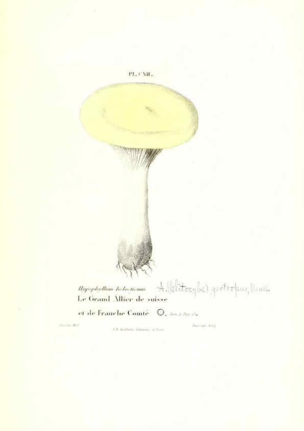 Reproducción/Reproduction 6266972710: Iconographie des champignons de Paulet New York,H. Baillière; [etc., etc.],1855