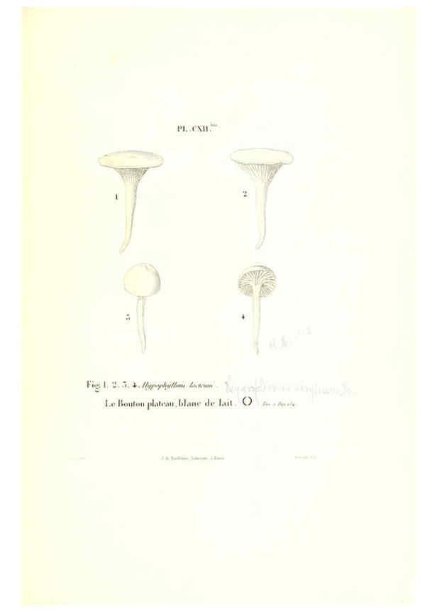 Reproducción/Reproduction 6266972870: Iconographie des champignons de Paulet New York,H. Baillière; [etc., etc.],1855