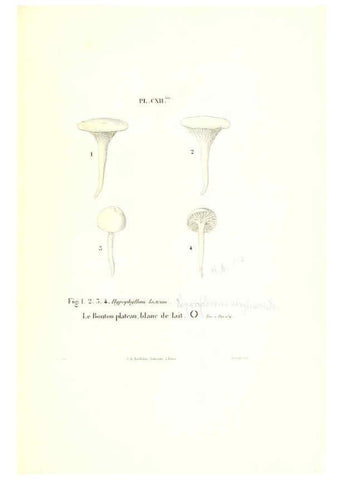 Reproducción/Reproduction 6266972870: Iconographie des champignons de Paulet New York,H. Baillière; [etc., etc.],1855