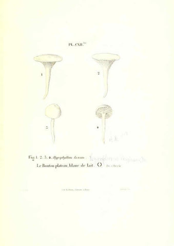 Reproducción/Reproduction 6266972870: Iconographie des champignons de Paulet New York,H. Baillière; [etc., etc.],1855