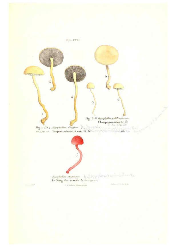 Reproducción/Reproduction 6266443709: Iconographie des champignons de Paulet New York,H. Baillière; [etc., etc.],1855