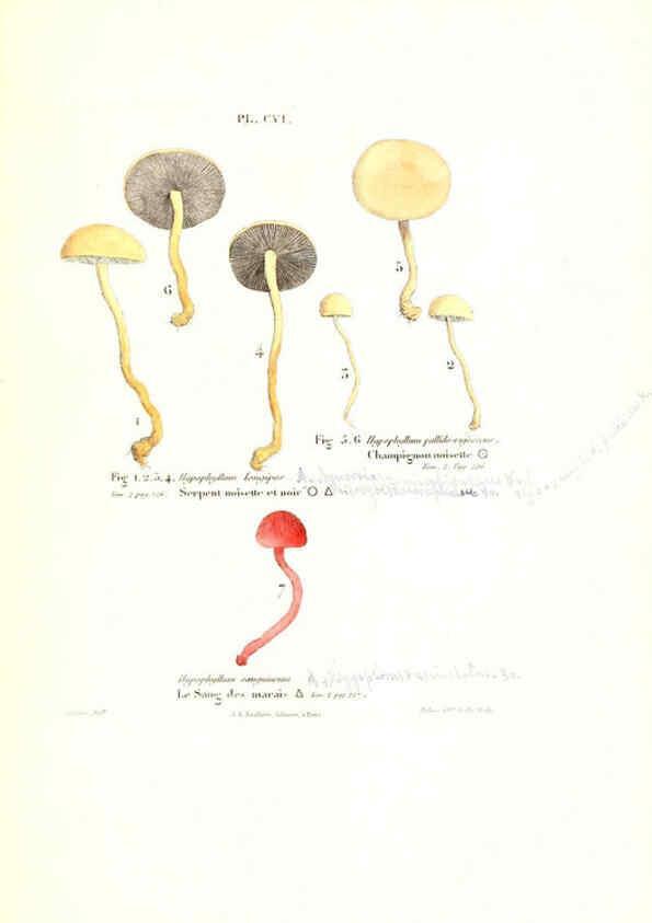 Reproducción/Reproduction 6266443709: Iconographie des champignons de Paulet New York,H. Baillière; [etc., etc.],1855