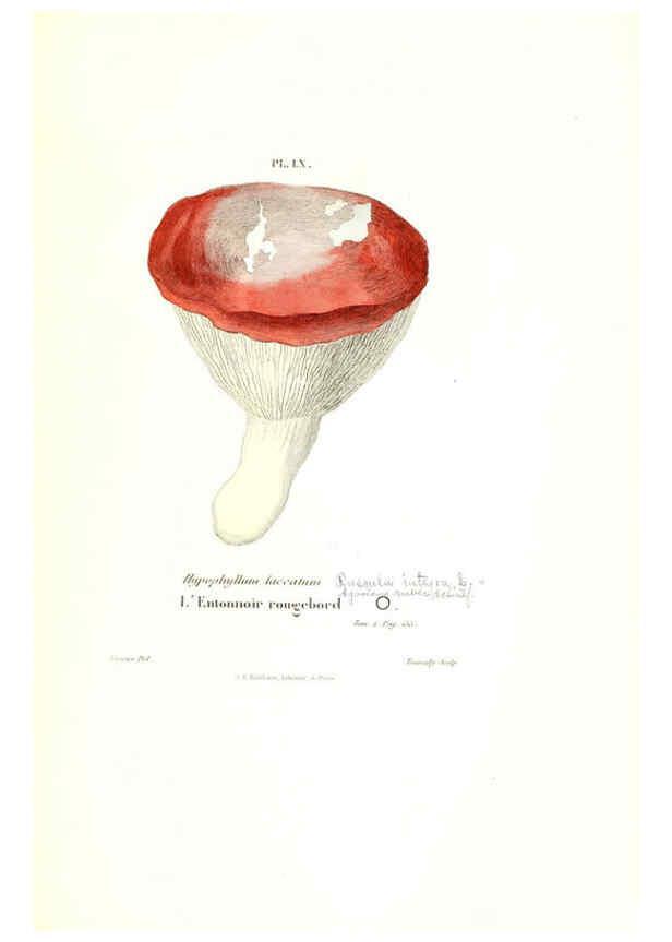 Reproducción/Reproduction 6266962942: Iconographie des champignons de Paulet New York,H. Baillière; [etc., etc.],1855