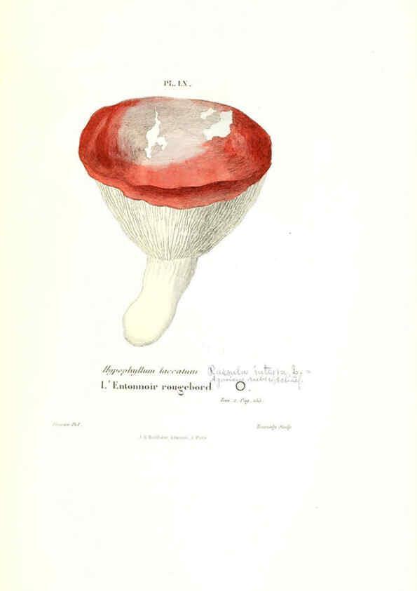 Reproducción/Reproduction 6266962942: Iconographie des champignons de Paulet New York,H. Baillière; [etc., etc.],1855