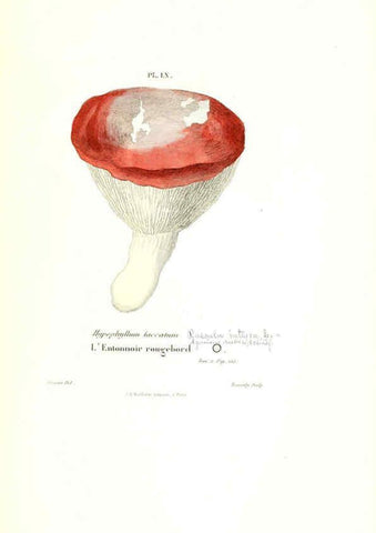 Reproducción/Reproduction 6266962942: Iconographie des champignons de Paulet New York,H. Baillière; [etc., etc.],1855