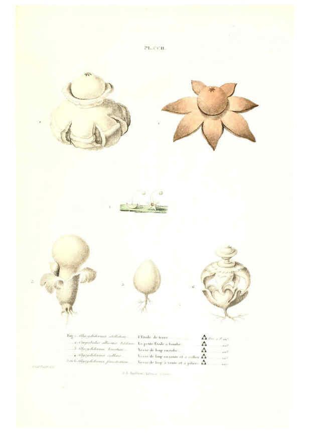 Reproducción/Reproduction 6266464077: Iconographie des champignons de Paulet New York,H. Baillière; [etc., etc.],1855