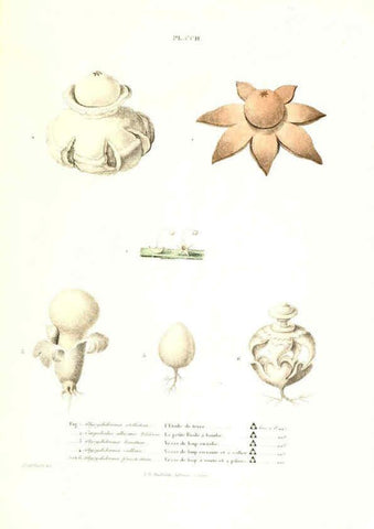 Reproducción/Reproduction 6266464077: Iconographie des champignons de Paulet New York,H. Baillière; [etc., etc.],1855